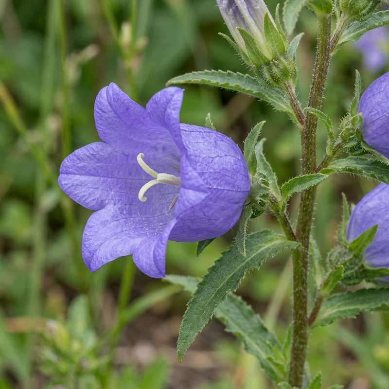 La campanule de Marie (Campanula medium), illustration IA