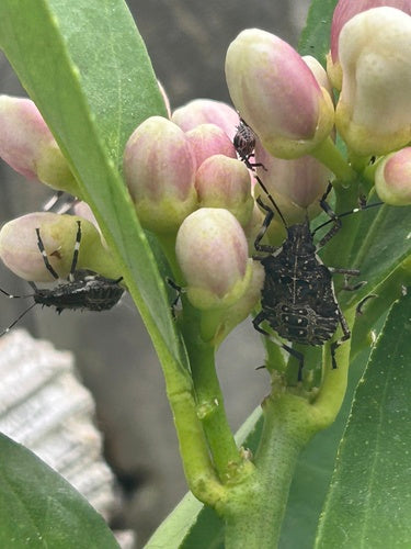 Marmorierte Baumwanze - Bild 2