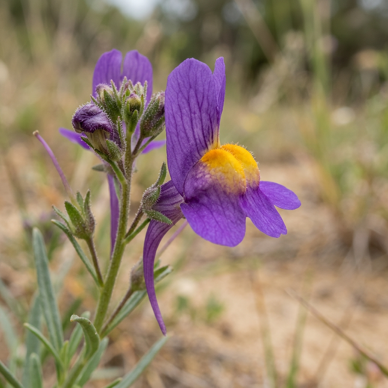 Linaire marocaine (Linaria maroccana), illustration IA
