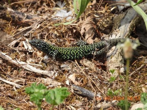Lézard des murailles — Bild 2