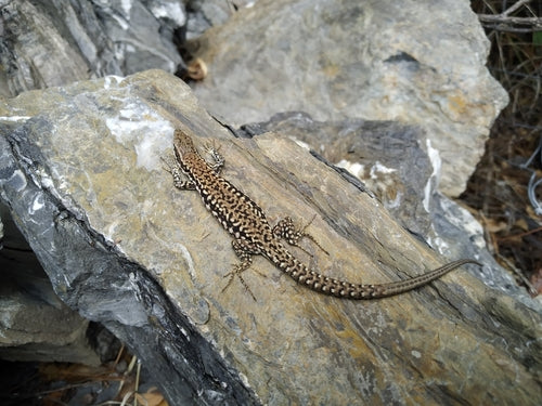 Lézard des murailles — Bild 5