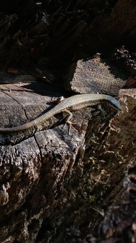 Lézard des murailles — Bild 2