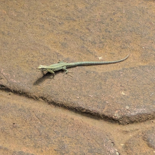 Lézard des murailles — Bild 5