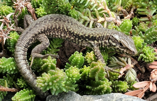 Lézard des murailles — Bild 4