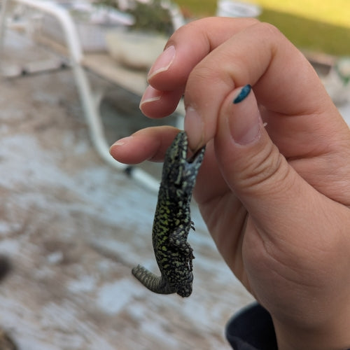 Lézard des murailles — Bild 3