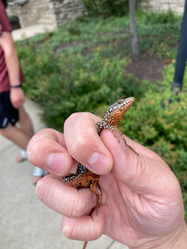 Lézard des murailles — Bild 4