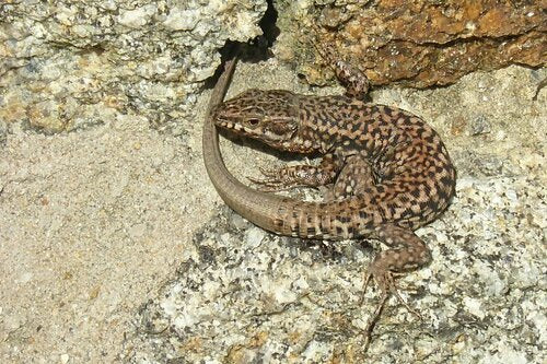 Lézard des murailles — Bild 3