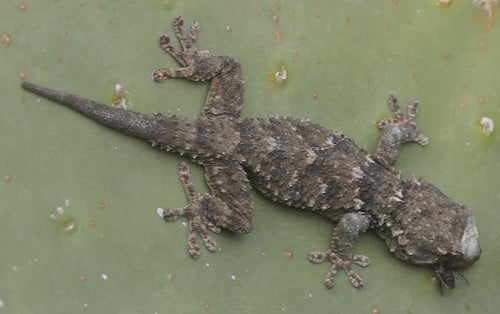 Gecko mural — Bild 4