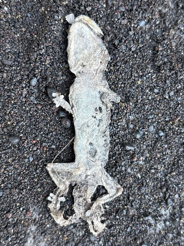 Gecko mural — Bild 5