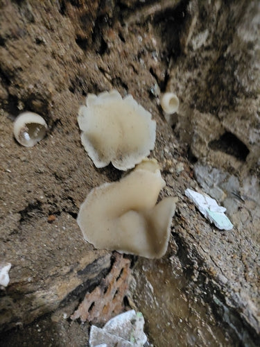 Champignon mural — Bild 1