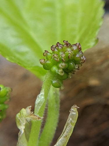 Mûrier — Bild 2