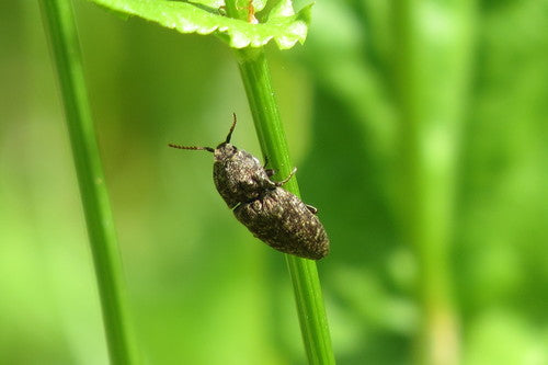 Coléoptère gris souris — Bild 3