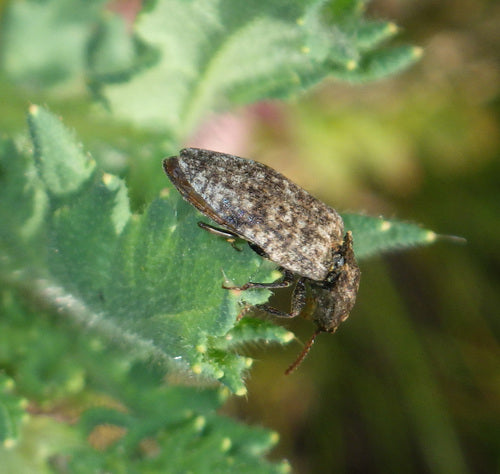Coléoptère gris souris — Bild 2