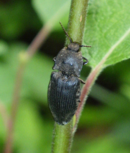 Coléoptère gris souris — Bild 5