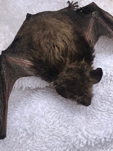 Aux oreilles de souris — Bild 5