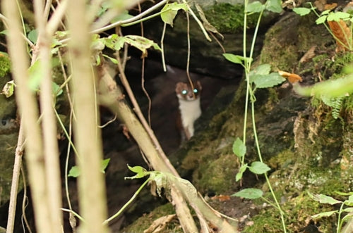 Belette de souris — Bild 1