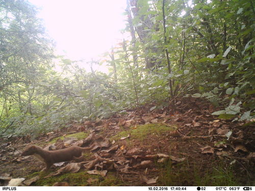 Belette de souris — Bild 3