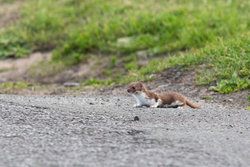 Belette de souris — Bild 4