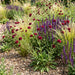 Mazedonische Witwenblume (Knautia macedonica) in Blüte im naturnahen Garten (KI-generiert)