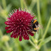 Blüte von Mazedonische Witwenblume (Knautia macedonica) in Nahaufnahme (KI-generiert)