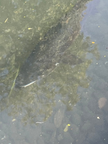 Truite de mer — Bild 3
