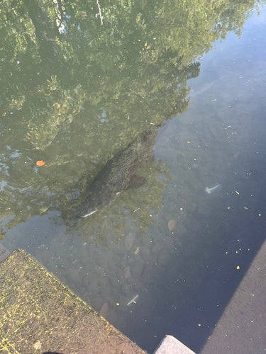 Truite de mer — Bild 2