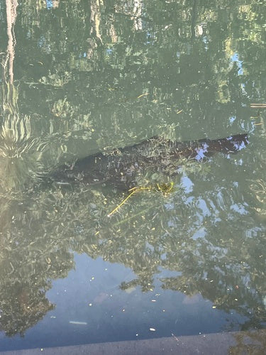 Truite de mer — Bild 1