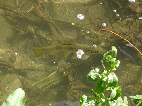 Truite de mer — Bild 5