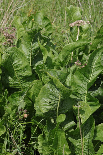 Naturaufnahme - Bild 5