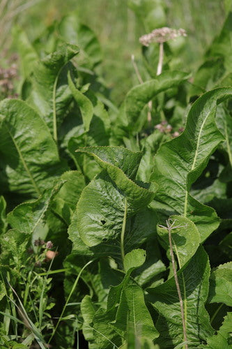 Naturaufnahme - Bild 6