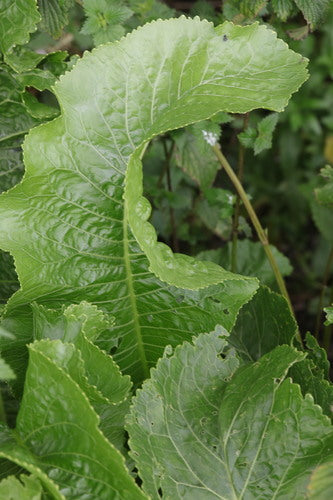 Naturaufnahme - Bild 7