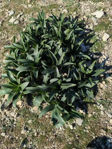 Oignon de mer — Bild 3