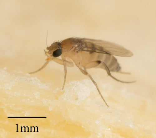 Mégasélie Scalaris — Bild 1