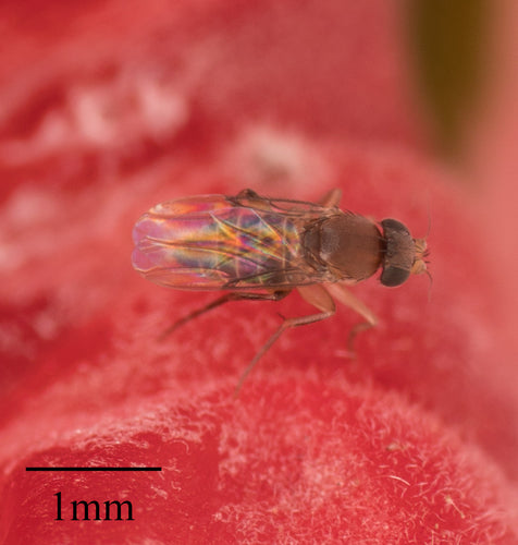 Mégasélie Scalaris — Bild 5