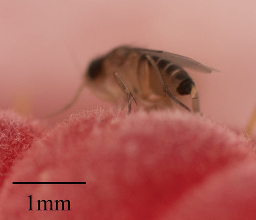 Mégasélie Scalaris — Bild 3