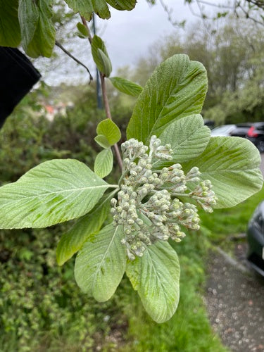 Faisceau blanc — Bild 4