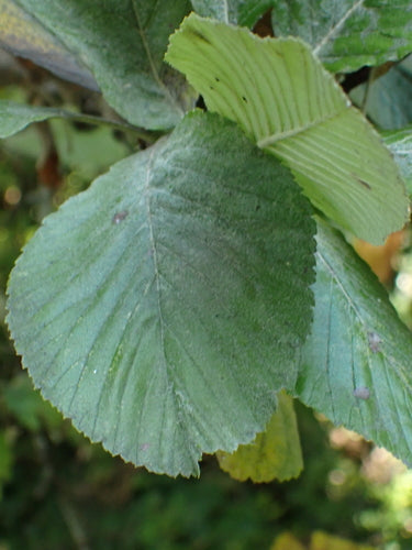 Faisceau blanc — Bild 5