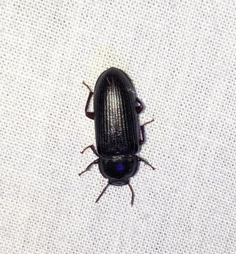 Coléoptère de la farine — Bild 3
