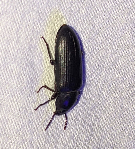 Coléoptère de la farine — Bild 2