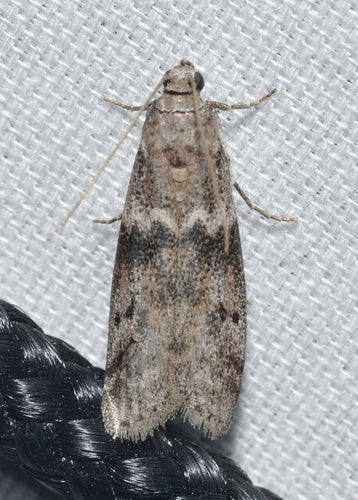 Papillon de la farine — Bild 4