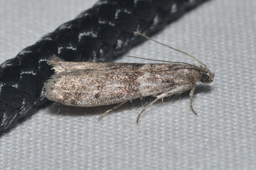 Papillon de la farine — Bild 3