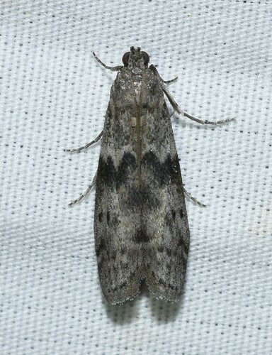 Papillon de la farine — Bild 2