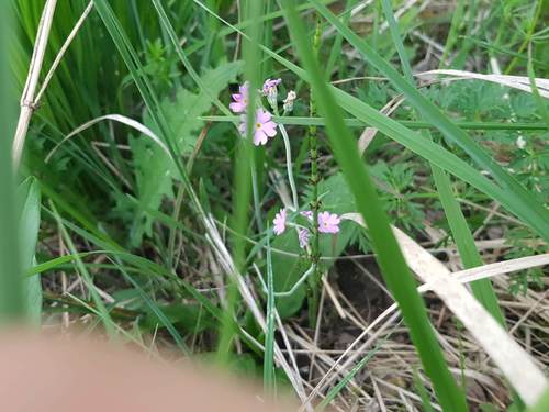 Farine d'onagre — photo 5 sur 8