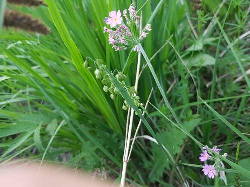Farine d'onagre — photo 4 sur 8