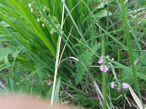 Farine d'onagre — photo 3 sur 8