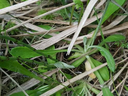 Farine d'onagre — photo 2 sur 8