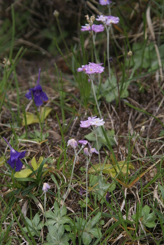 Farine d'onagre — photo 1 sur 8