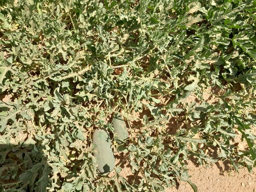 Melons — Bild 5