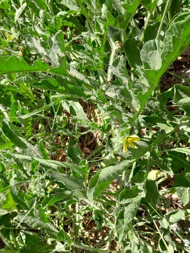 Melons — Bild 4