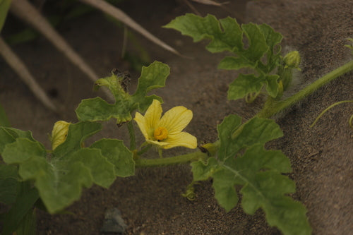 Melons — Bild 2